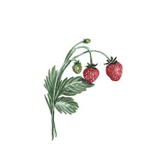 Watercolor illustration of strawberry berries on a white background
