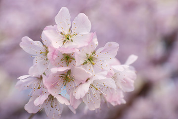 京都　旧成徳中学校　春めき桜