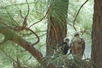 Chicks of Eurasian sparrowhawk Accipiter nisus granti in the nest. Integral Natural Reserve of Inagua. Gran Canaria. Canary Islands. Spain.