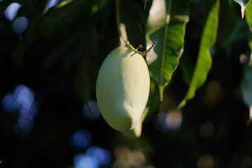 close up of mango fruit on a mango tree Blurred background