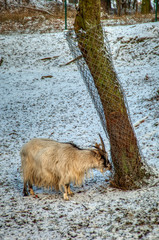 goat scraping against tree in winter