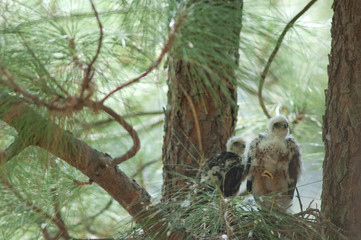 Chicks of Eurasian sparrowhawk Accipiter nisus granti in the nest. Integral Natural Reserve of Inagua. Gran Canaria. Canary Islands. Spain.