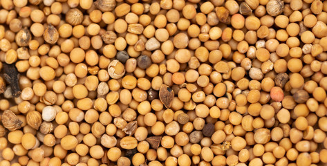 heap of mustard seeds background, top view. macro shoot