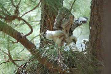 Chicks of Eurasian sparrowhawk Accipiter nisus granti in the nest. Integral Natural Reserve of Inagua. Gran Canaria. Canary Islands. Spain.