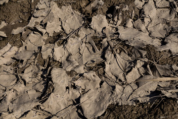 Abstraction of leaves in a mud