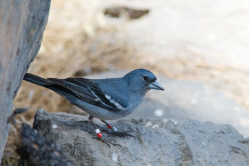 Gran Canaria blue chaffinch Fringilla polatzeki. Male. Integral Natural Reserve of Inagua. Tejeda. Gran Canaria. Canary Islands. Spain.
