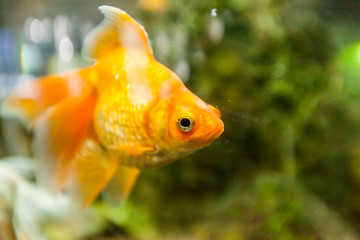 Goldfish in freshwater aquarium