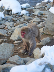 Japanese snow monkey 