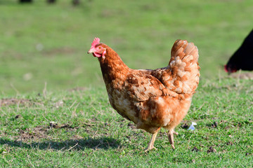 Rotbraune Henne auf einer Wiese	
