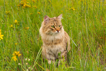Striped brown cat walks and hunts in the green grass in the field. An animal in nature.