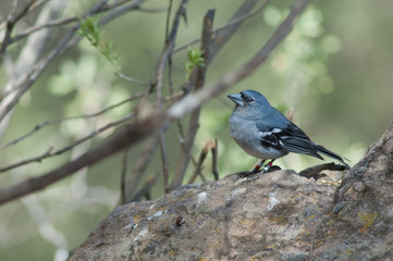 Gran Canaria blue chaffinch Fringilla polatzeki. Male. Integral Natural Reserve of Inagua. Tejeda. Gran Canaria. Canary Islands. Spain.