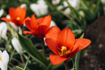 Red tulips and white crocuses in the park. Landscape design.
