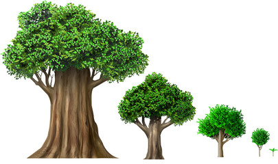 Set of different oak trees growth stages
