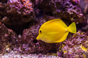 Marine aquarium tropical fish