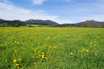 Idyllic mountain landscape in the Alps with blooming meadows in springtime. I love Ausria.