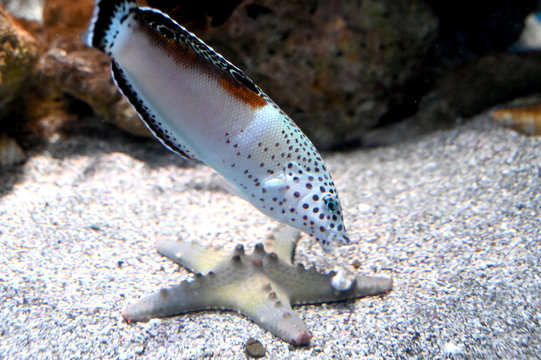 カンムリベラ Images Browse 10 Stock Photos, Vectors, and Video Adobe Stock