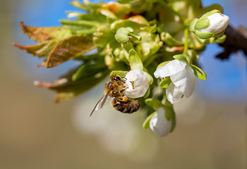 bee pollinates fruit tree flowers
