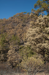 Burned forest of Canary Island pine Pinus canariensis with Euphorbia regis-jubae in the foreground. Integral Natural Reserve of Inagua. Gran Canaria. Canary Islands. Spain.