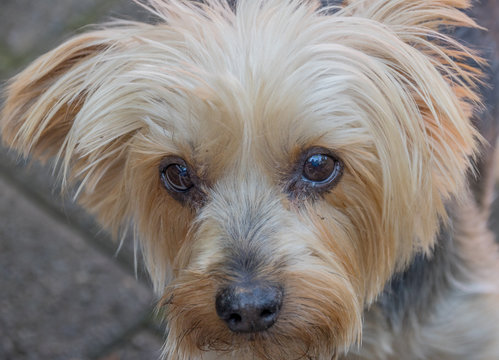 A closeup view of the sad dark eyes of a pet dog image in horizontal format