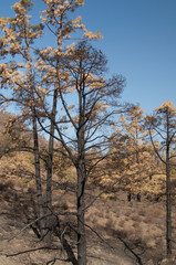 Burned forest of Canary Island pine Pinus canariensis. Integral Natural Reserve of Inagua. Tejeda. Gran Canaria. Canary Islands. Spain.