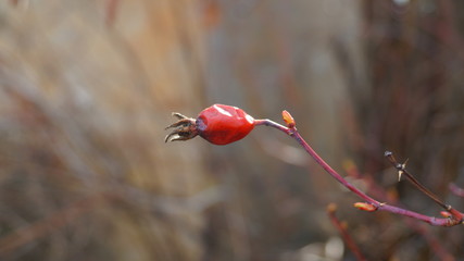 red rosehip berrie on a branch