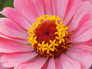 close up of pink flower
