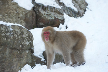 Japanese snow monkey 