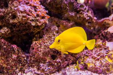 Naklejka na ściany i meble Marine aquarium tropical fish