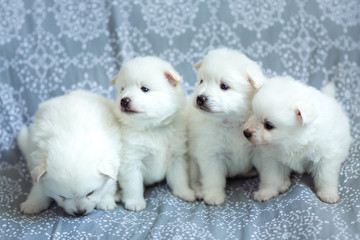 Cute adorable fluffy white spitz dog puppies