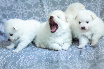 Cute adorable fluffy white spitz dog puppies