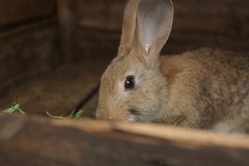 small rabbits in the cage
