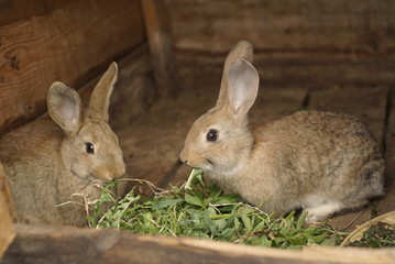 small rabbits in the cage