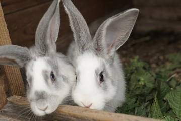 small rabbits in the cage