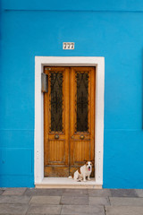 A dog peeks out of a door against a blue wall. Pet alone in the city. Jack Russell Terrier outdide