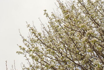 pear blossoms on sky background