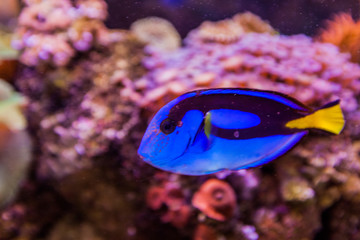 Marine aquarium tropical fish