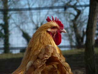 Coq