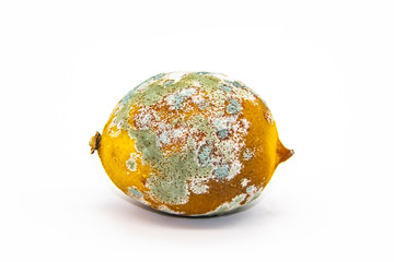 Spoiled lemon on a white background. The lemon is moldy and has begun to rot. The concept of design...
