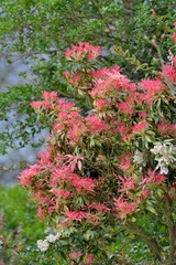Beautiful flowers in a garden in Brittany. France