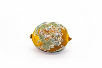Spoiled lemon on a white background. The lemon is moldy and has begun to rot. The concept of design...