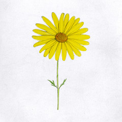 Yellow Daisy flower template