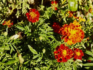 flowers in the garden