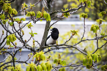 A magpie sits on top of a chestnut tree that will bloom soon. A stunning view of the verdant chestnut branches in early spring. Beautiful magpie bird sits on tree branches. Amazing days of spring