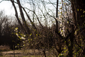 First blooming bush in a wild nature