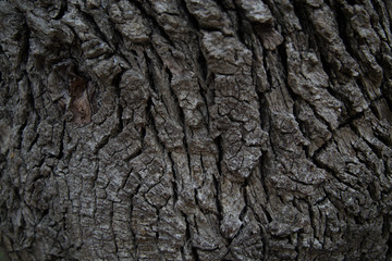 large longitudinal stripes on the bark of a centenary tree