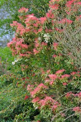 Beautiful flowers in a garden in Brittany. France