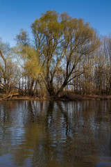 Little Danube river and trees, Slovakia