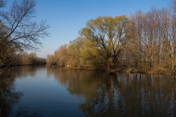 Fototapeta na wymiar Little Danube river and trees, Slovakia