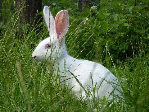 1 584 Best Lapin Blanc Images Stock Photos Vectors Adobe Stock