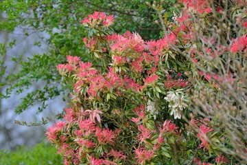 Beautiful flowers in a garden in Brittany. France